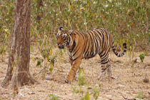 Royal Bengal Tiger moving around the bush, Ranthambhor National Park, India. by Danita Delimont