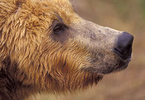 North America, USA, Alaska, Katmai NP. Brown bear (Ursus arctos) by Danita Delimont