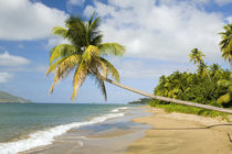 Coconut Grove Beach at Cades Bay, with St. Kitts on horizon von Danita Delimont