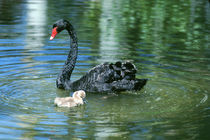 Black Swan and Cygnet, in Northern Territory of Australia by Danita Delimont