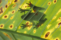 CENTRAL AMERICA, Costa Rica Back-lit frog on leaf by Danita Delimont