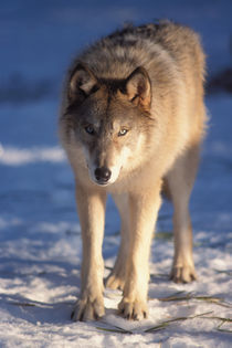 gray wolf, Canis lupus, in the foothills of the Takshanuk mountains by Danita Delimont