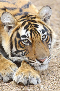 Portrait of Royal Bengal Tiger, Ranthambhor National Park, India. by Danita Delimont