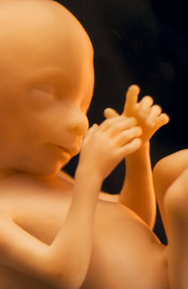 Human fetus, National Medical Museum, Washington, D.C. von Danita Delimont