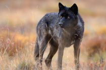 gray wolf, Canis lupus, on fall colors in Denali National Park by Danita Delimont