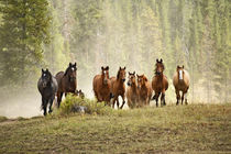 Horses cresting small hill during roundup, Montana by Danita Delimont