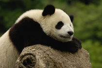 Giant panda baby (Ailuropoda melanoleuca) Family von Danita Delimont
