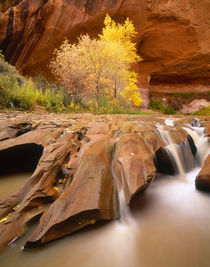USA, Utah, Grand Staircase-Escalante NM, Fall cottonwood trees in Coyote Gulch by Danita Delimont