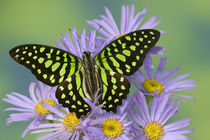 Sammamish Washington Photograph of Butterfly on Flowers,United States von Danita Delimont