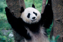 Panda cub, Wolong, Sichuan, China by Danita Delimont