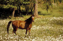 N.A., USA, Oregon Horse in field of daisies by Danita Delimont