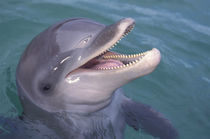Caribbean Bottlenose dolphin (Tursiops truncatus) von Danita Delimont