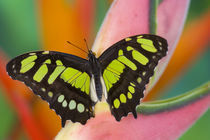 Sammamish, Washington Tropical Butterfly Photograph of Siproeta stelenes von Danita Delimont