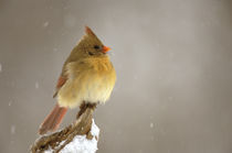 Female northern Cardinal on snow covered branch. by Danita Delimont