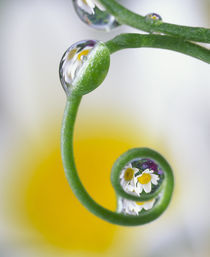 Close-up of dew drops on curved pea tendril reflecting daisy flowers