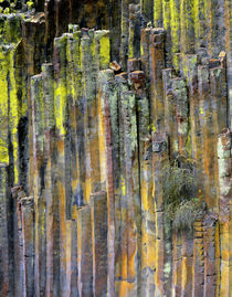 USA, Oregon, Umpqua National Forest by Danita Delimont