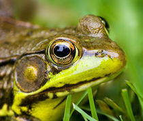 North America, USA, New Jersey, Far Hills, Leonard J. Buck Garden.  Green Frog. by Danita Delimont