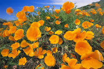 California poppies, Eschscholzia californica, Big Sur, California von Danita Delimont