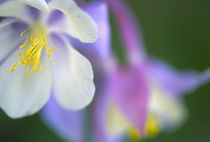 Closeup of Colorado Columbine flower. by Danita Delimont