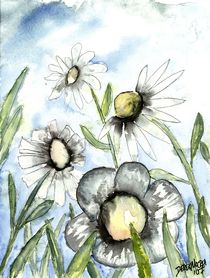 field of white flowers by Derek McCrea