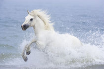 Connemara Pony.Jpg - Christiane Slawik by Christiane Slawik