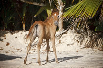 Seychellen Pony - Christiane Slawik von Christiane Slawik