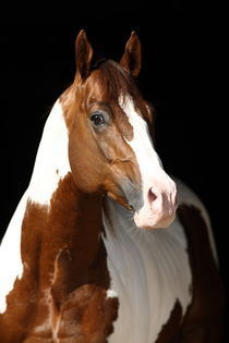 Paint Horse - Christiane Slawik by Christiane Slawik