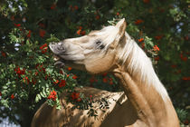 Quarter Horse - Christiane Slawik by Christiane Slawik