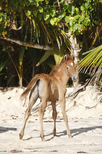 Seychellen Pony - Christiane Slawik by Christiane Slawik