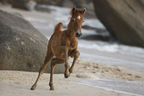 Seychellen Pony - Christiane Slawik by Christiane Slawik