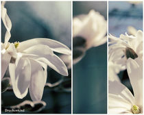 magnolia grandiflora by drachenkind