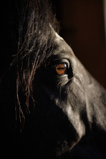 Paint Horse - Christiane Slawik von Christiane Slawik