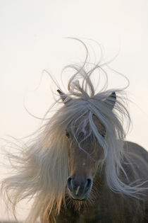 Classic Pony - Christiane Slawik von Christiane Slawik