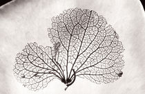 Hydrangea Petal von Geoff du Feu
