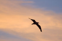 Gull in Flight at Sunset by Geoff du Feu