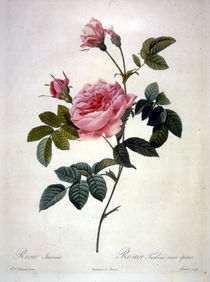Rosa Inermis/Stich Redoute by AKG  Images