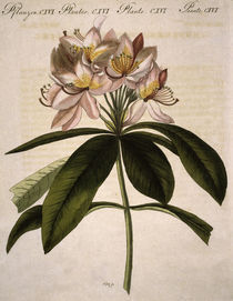 Rhododendron / aus Bertuch 1809 von klassik-art