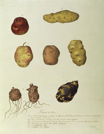 Kartoffel, Regne Vegetal / Gouache von klassik art
