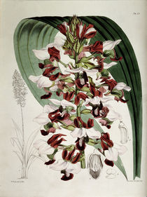 Orchidee / W.H.Fitch, 1876 von klassik-art