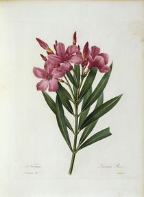 Oleander / Redoute von klassik art