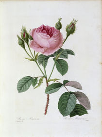 Rosen / Redoute 1835, T.124 von klassik-art