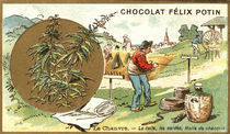 Hanf (Cannabis sativa) / Sammelbildchen by klassik art
