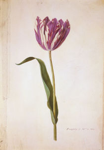 Tulpe / Miniatur von Nicolas Robert von klassik-art