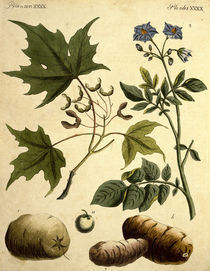 Zuckerahorn und Kartoffel / Bertuch 1796 von klassik art