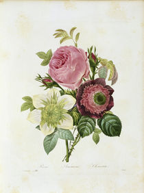 Rose, Anemoe, Klematis / Redoute by klassik-art