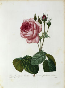 Salatrose / Redoute 1835, T.120 von klassik art