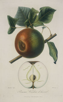 Apfel/Pomme Verdin d'hiver/Radierung von klassik-art
