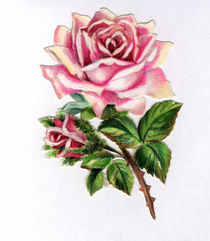 Oblate 'Rose' by klassik-art