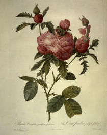 Rosa centifolia prolifera foliacea by klassik-art