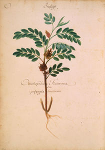 Indigopflanze / Ch.Plumier by klassik-art